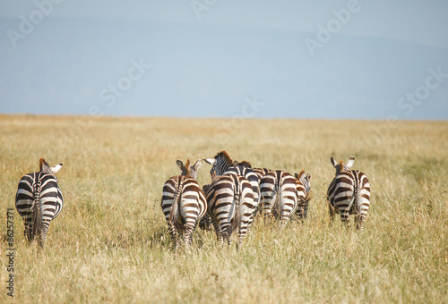 zebra in migration © ksumano