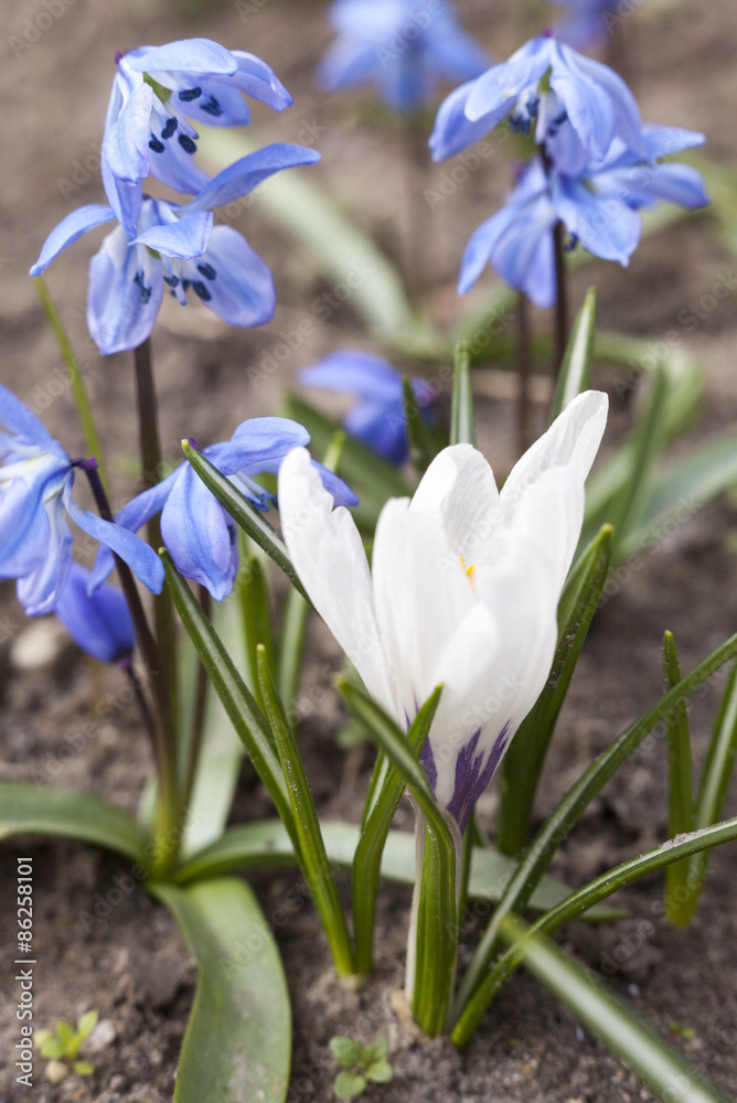 White crocus and blue Scilla flowers White crocus and blue Scilla flowers