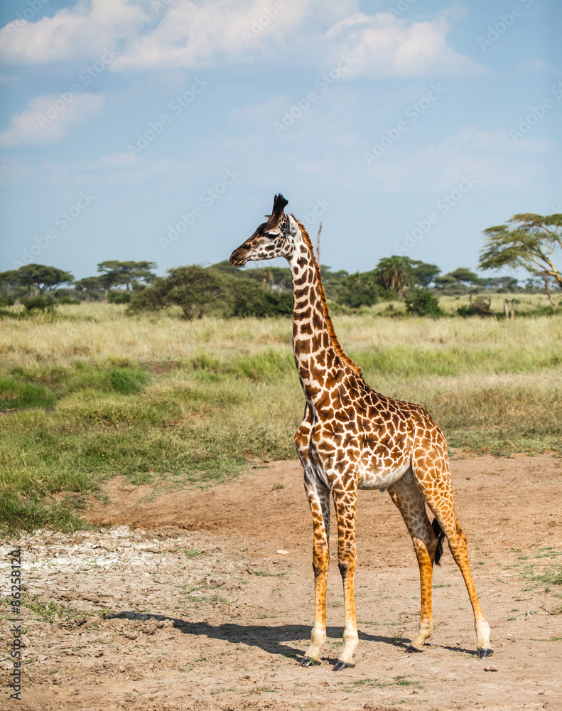 Obraz premium Giraffe