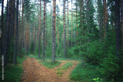 summer spruce forest landscape
