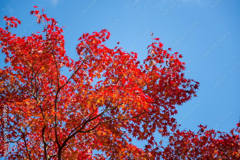 red maple tree with clear blue sky red maple tree with clear blue sky
