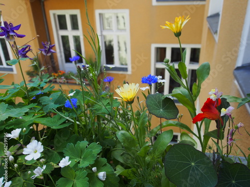 Photography balkonblumen, hinterhof berlin