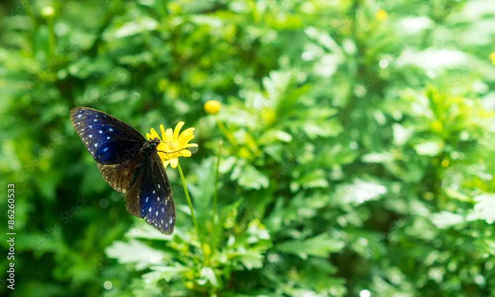 Striped blue crow butterfly stay on a flower Striped blue crow butterfly stay on a flower