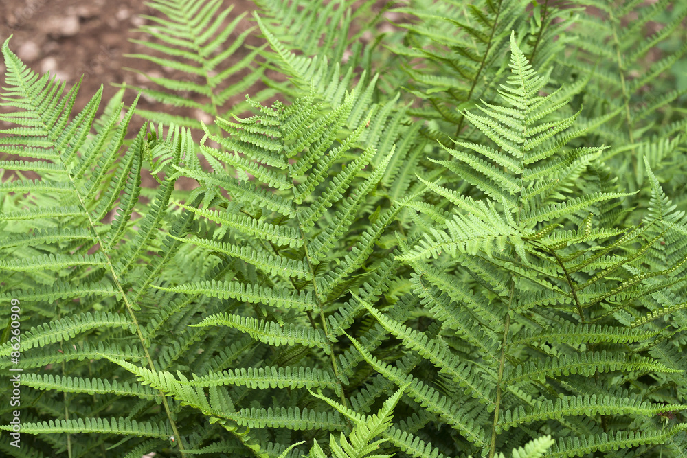 green ferns green ferns