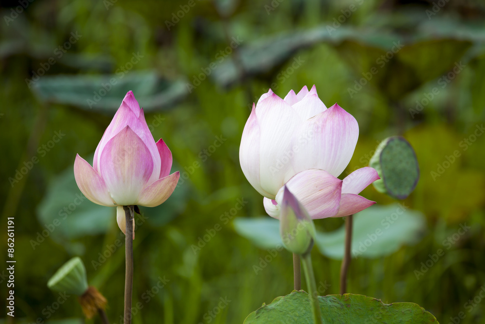 ,beautiful pink lotus flowers blooming ,beautiful pink lotus flowers blooming