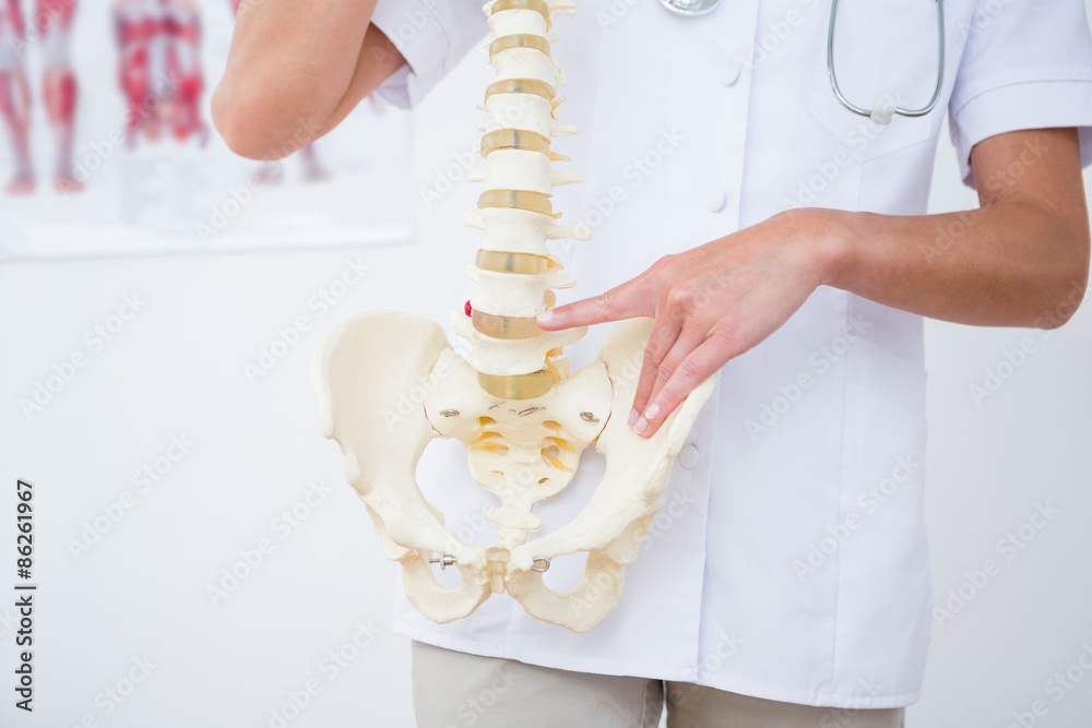Doctor showing anatomical spine
