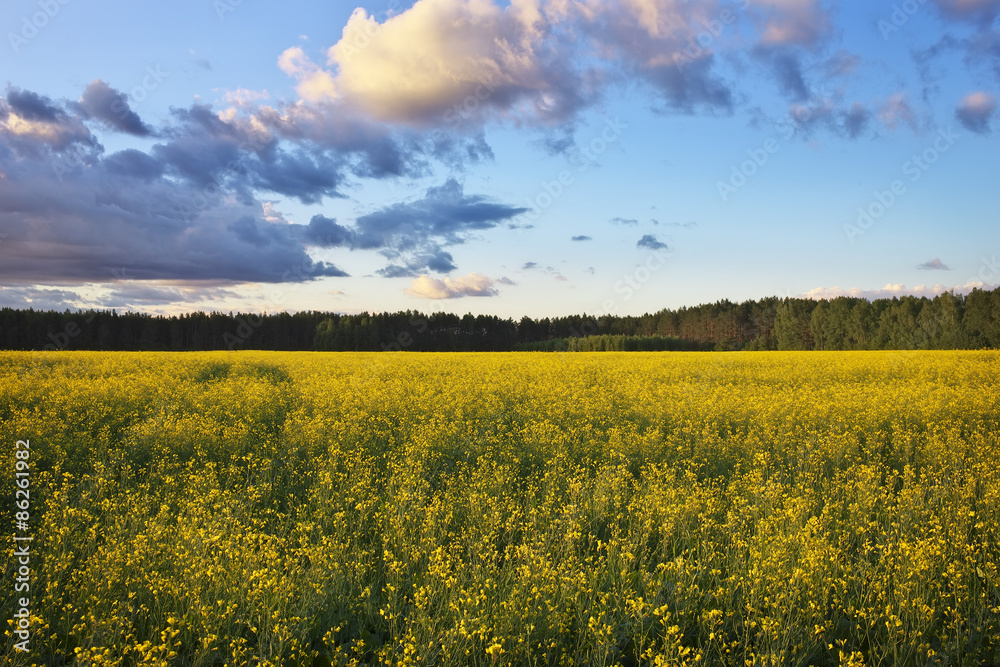 Beautiful landscape with field of yellow canola (Brassica napus