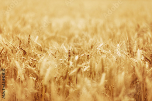 Wheat - Close up of a wheat field.