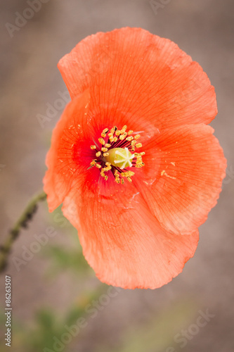 Close up of a beautiful clover flower