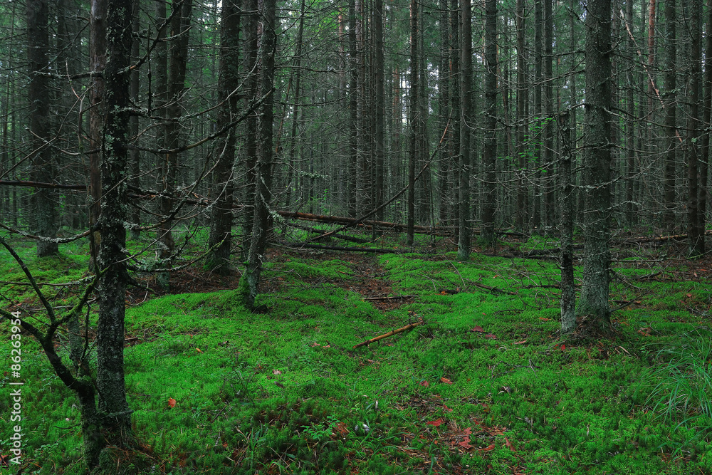 Obraz premium Summer dense forest landscape