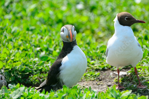 Atlantic puffin and black-headed gull  Farne Islands Nature Rese