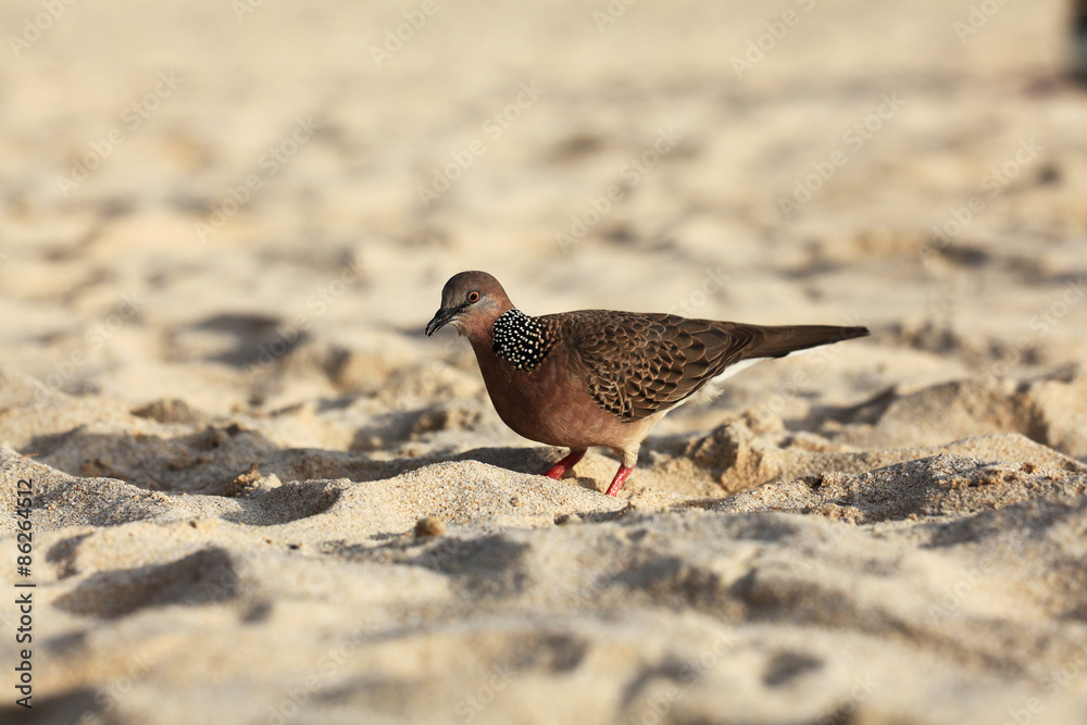 exotic bird walking along the beach hunting exotic bird walking along the beach hunting