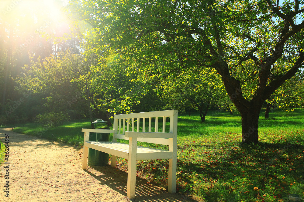 Fototapeta premium Summer in the park trees alley