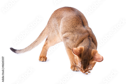 Abyssinian cat