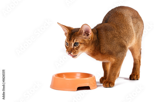 Abyssinian cat food