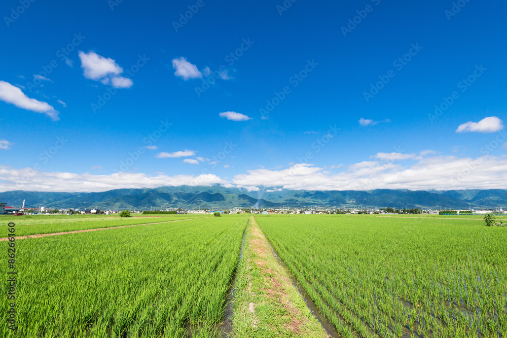 Fototapeta premium 信州 安曇野の田園風景