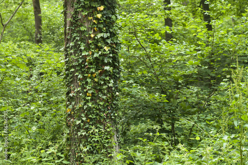 Fototapeta Naklejka Na Ścianę i Meble -  wild vegetation in a summer forest