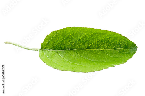 apple leaf