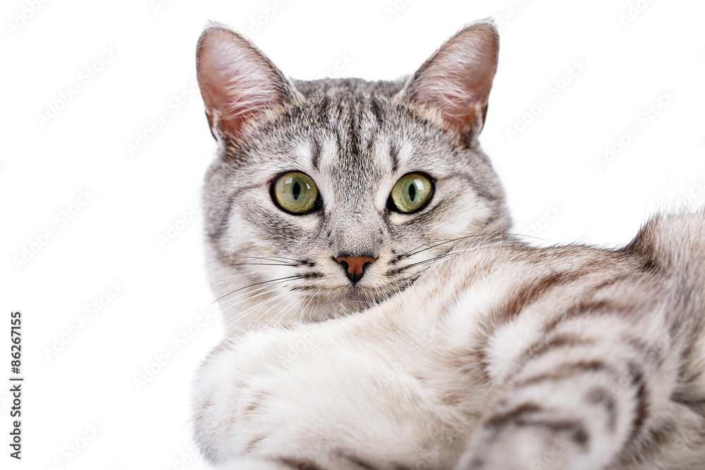gray tabby cat lying