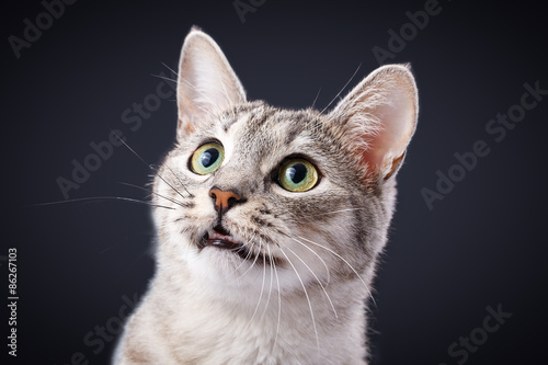 cat meows