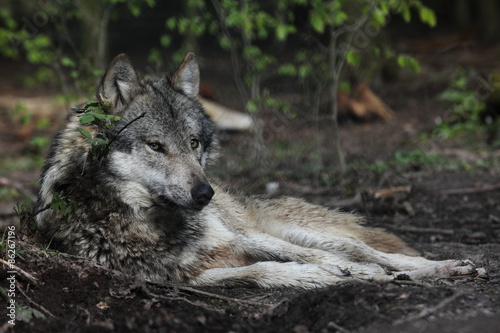 Fotografie Europäsicher Wolf Canis Lupus