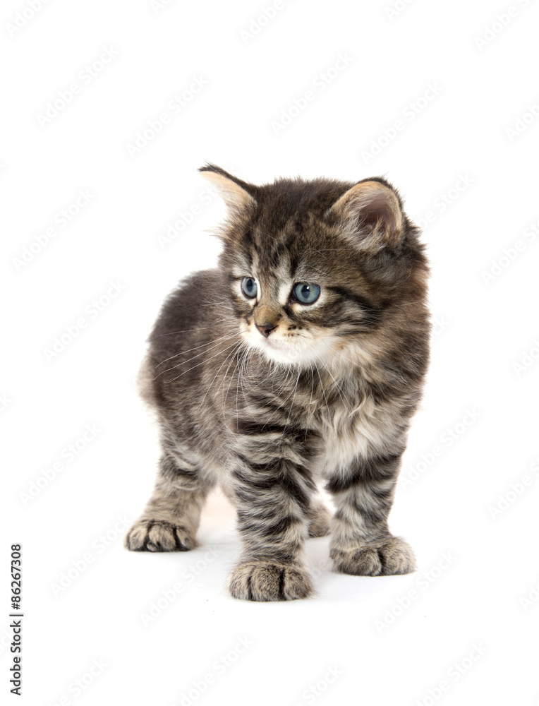 Cute tabby kitten on white background