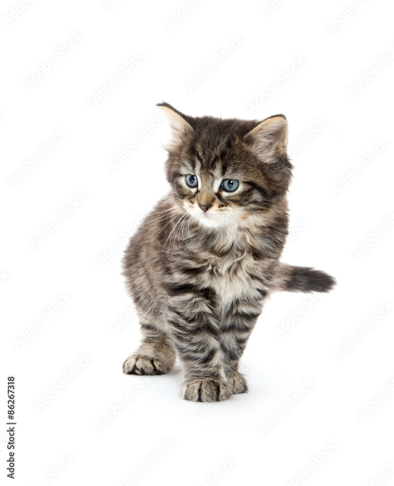 Fototapeta premium cute tabby kitten playing on white