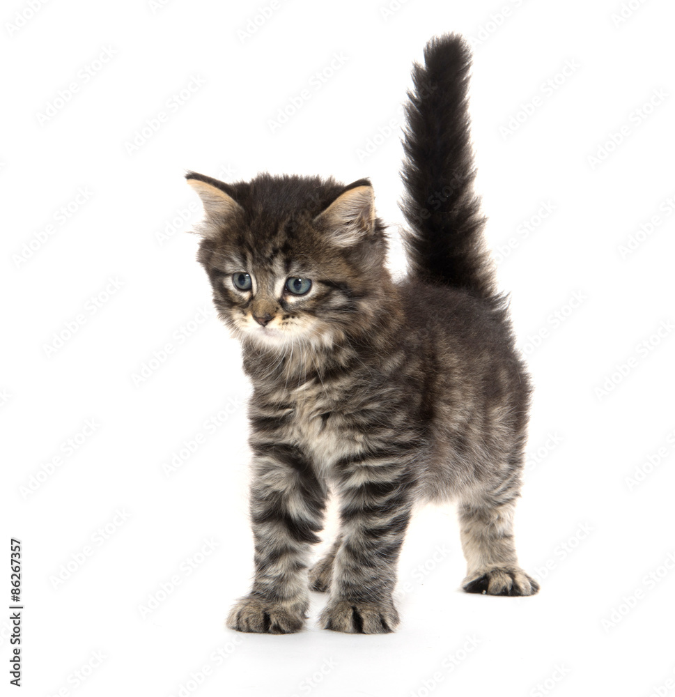 Cute baby tabby kitten on white Cute baby tabby kitten on white