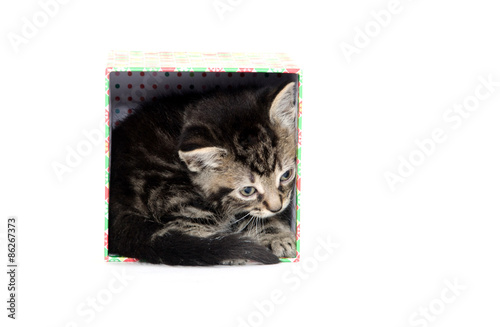 Cute taby kitten in box photo