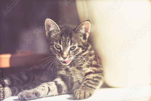 Fototapeta Naklejka Na Ścianę i Meble -  Intense little tabby kitten licking its lips