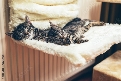 Fototapeta Naklejka Na Ścianę i Meble -  Two adorable tiny tabby kittens lying sleeping