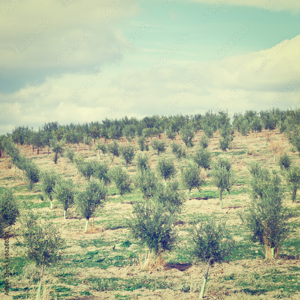 Fototapeta premium Olive Groves