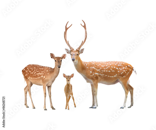 Print op canvas beautiful sika deer