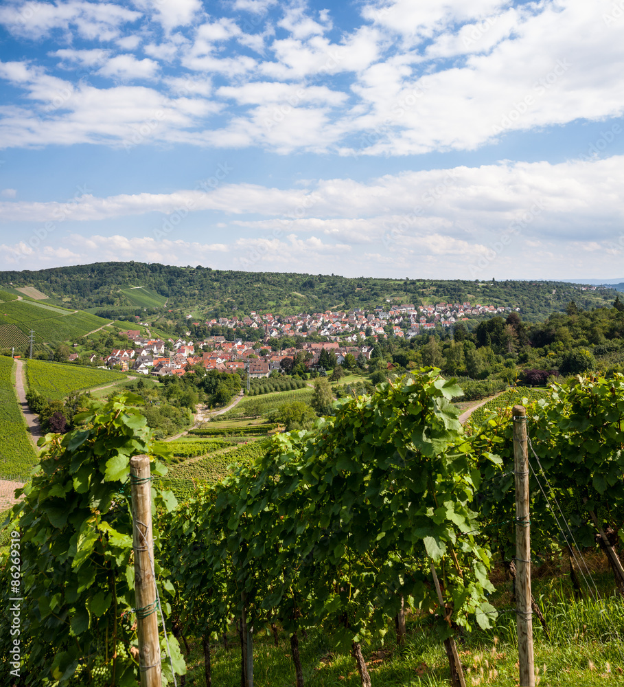 Beautiful geman wine fields landscape