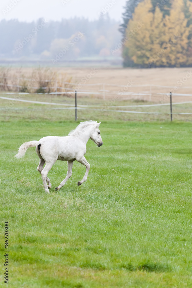 White Finn horse colt on the pasture White Finn horse colt on the pasture