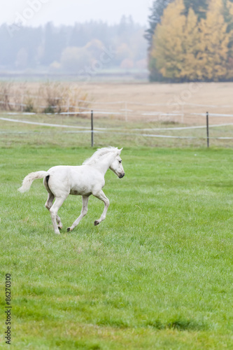 White Finn horse colt on the pasture