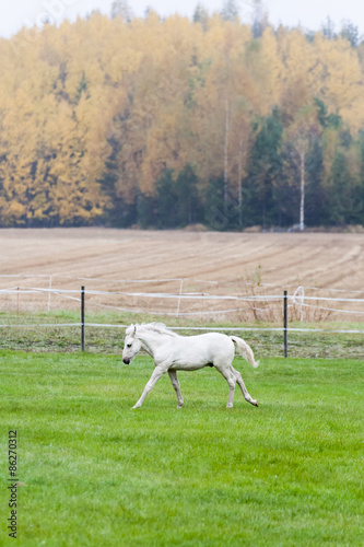 White Finn horse colt on the pasture photo