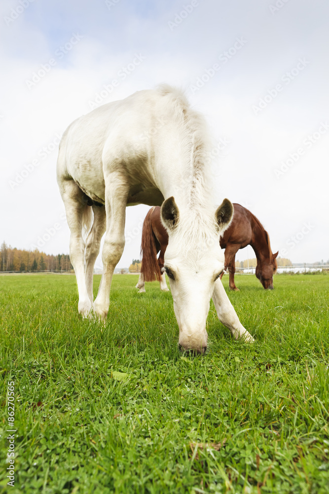 Fototapeta premium White Finn horse colt on the pasture with the mare