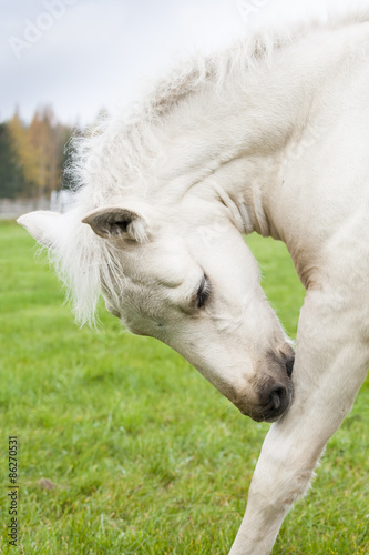 White Finn horse colt on the pasture