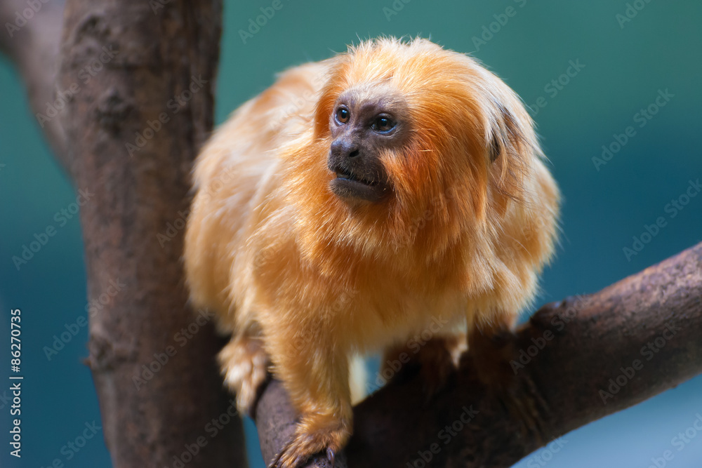 Golden Lion, Leontopithecus rosaria Golden Lion, Leontopithecus rosaria