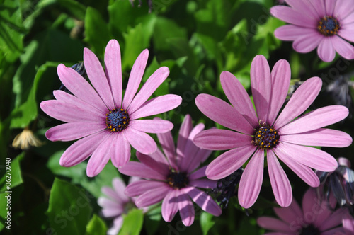 violette Kapkörbchen blühen photo