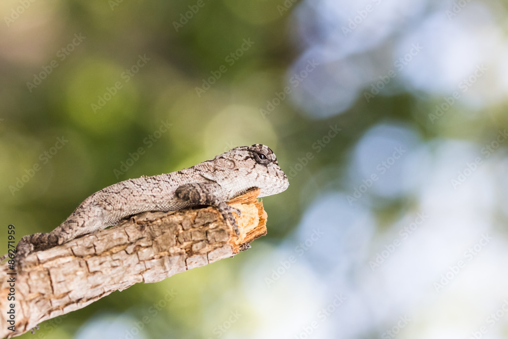 Obraz premium Young lizard on the tree