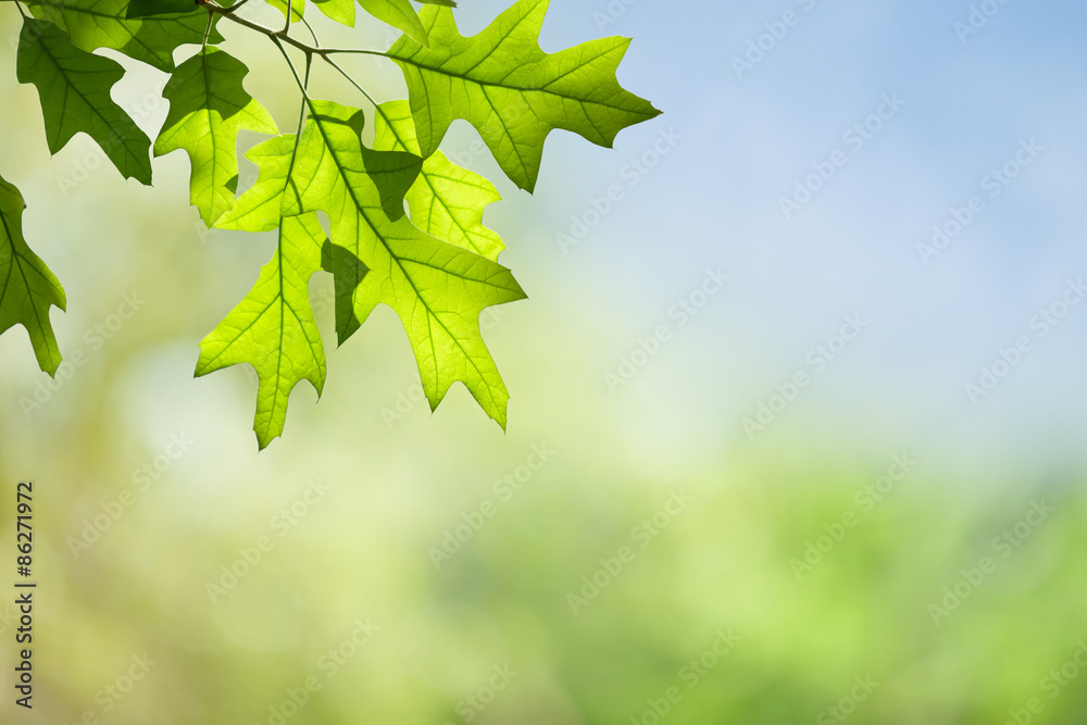 Spring Oak Leaves on Branch Isolated against Green Forest Canopy Spring Oak Leaves on Branch Isolated against Green Forest Canopy