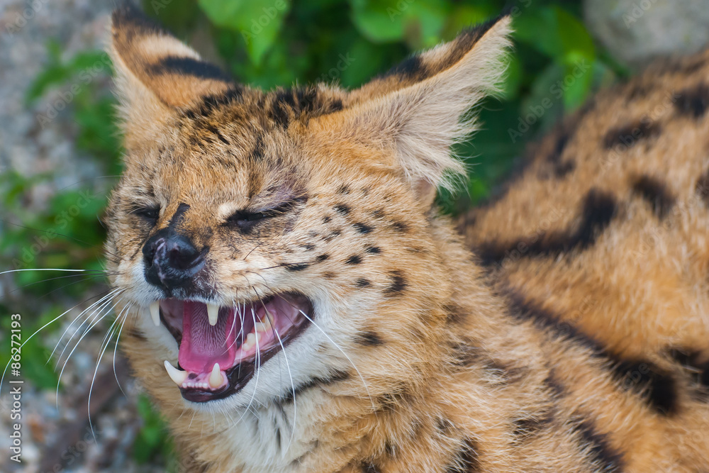 Serval Steppe, Leptailurus serval Serval Steppe, Leptailurus serval