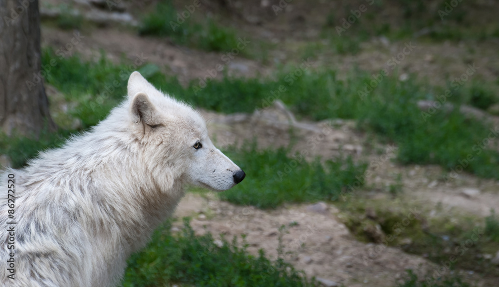 Wolf Hudson, Canis lupus hudsonicus, Isolated Wolf Hudson, Canis lupus hudsonicus, Isolated