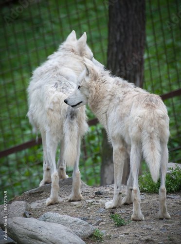 Wolf Hudson, Canis lupus hudsonicus