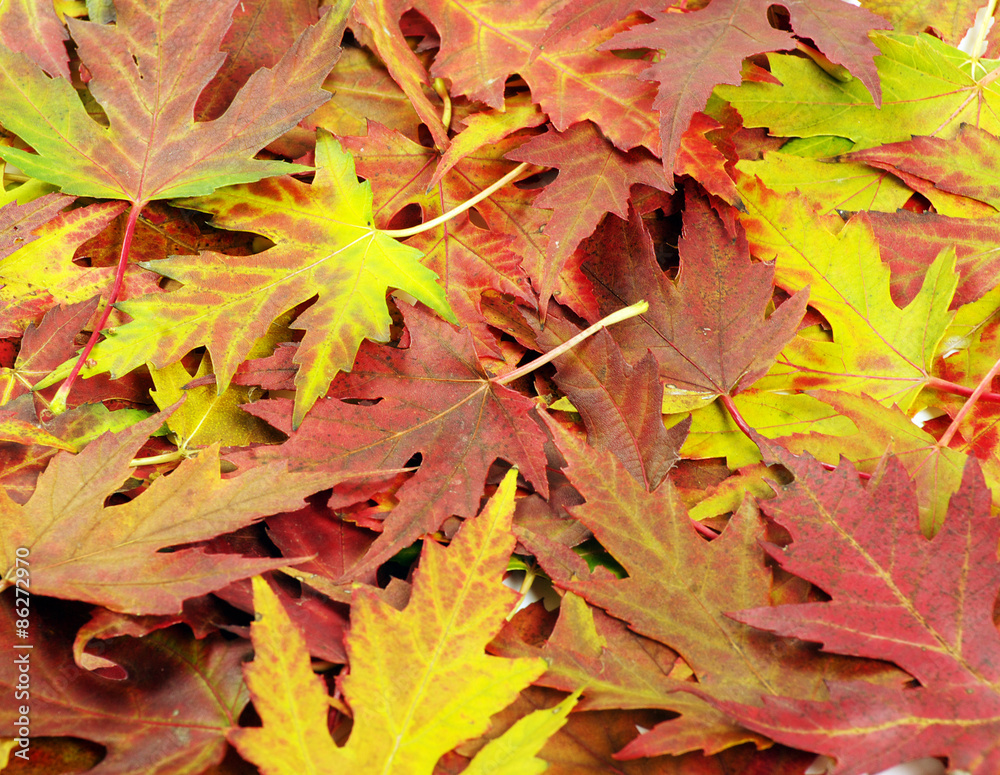  autumn orange leaves