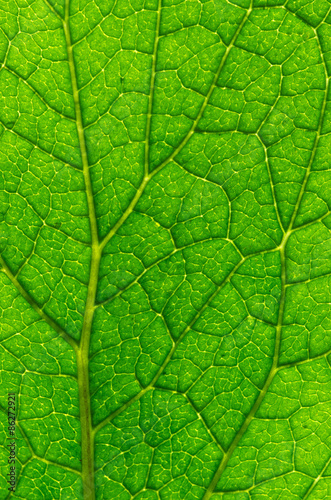  green leaf background