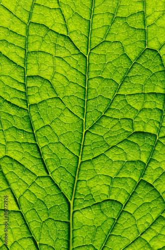  green leaf background