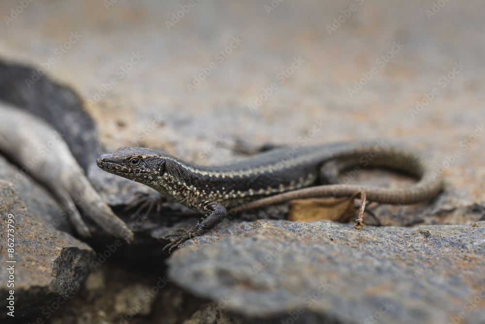Lagartixa-da-Madeira, Lacerta dugesii. Lagartixa-da-Madeira, Lacerta dugesii.